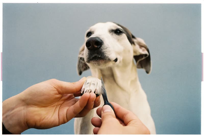 A dog's paw held for a nail trim