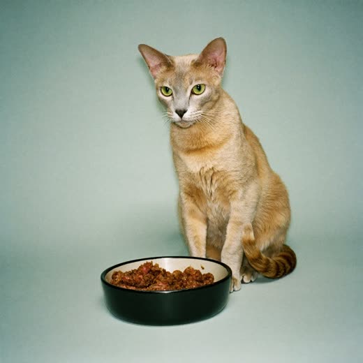 Cat beside a bowl of natural cat food
