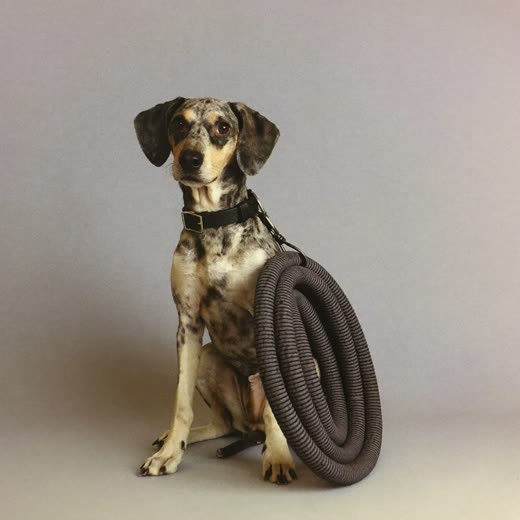 A dog lead and collar